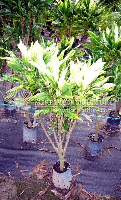 Cordyline fruticiosa 'White Edge'